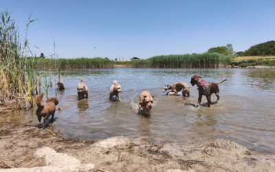 The Significance of Training Your Canine Companion: Why is Training Your Dog so Vital?