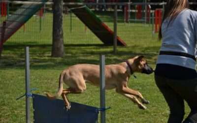 The benefits of exercise for your pet