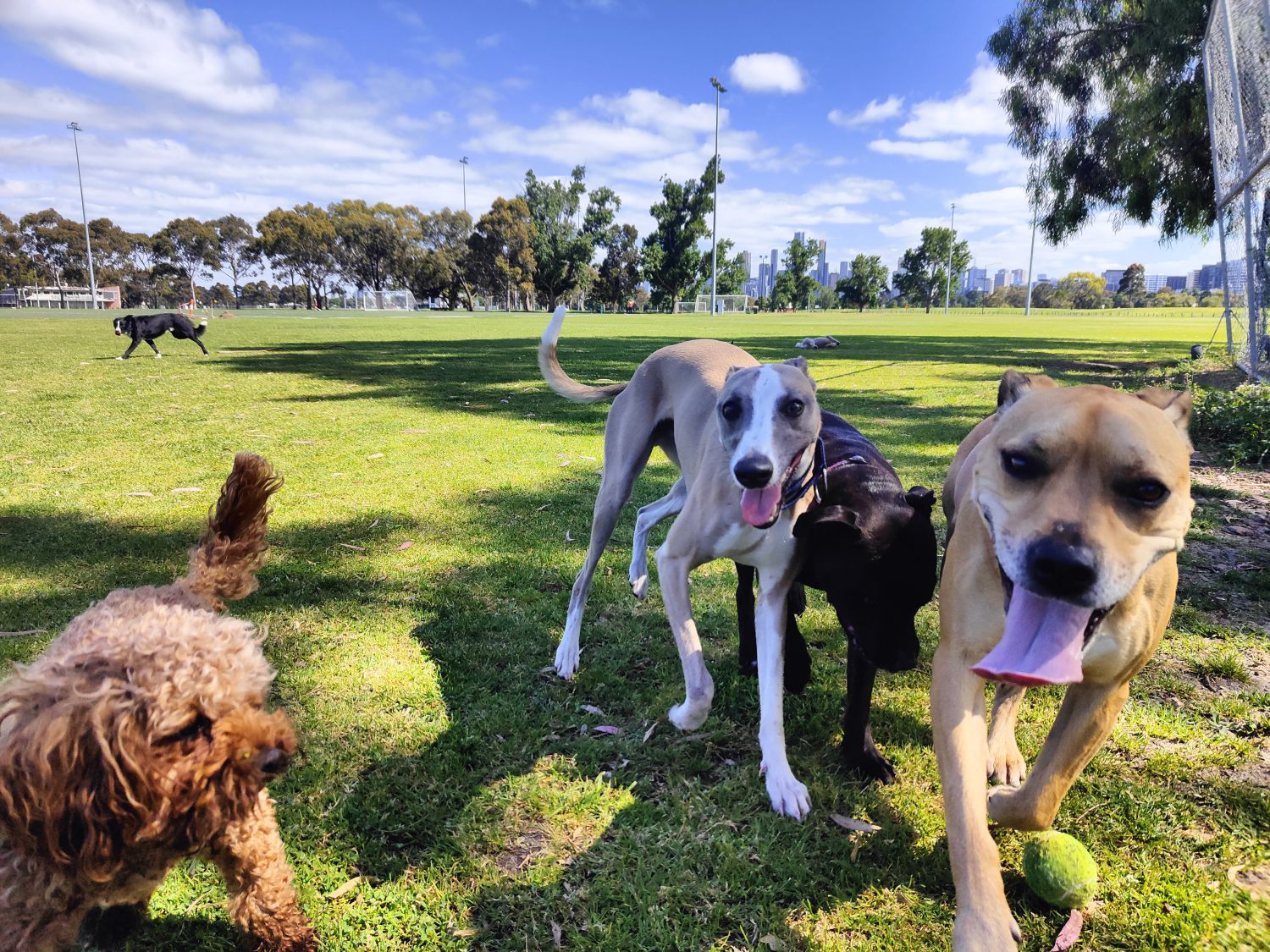 Pawsuit Happiness - Dog Walking and Pet Sitting Pawsuit Happiness - Dog Walking and Pet Sitting