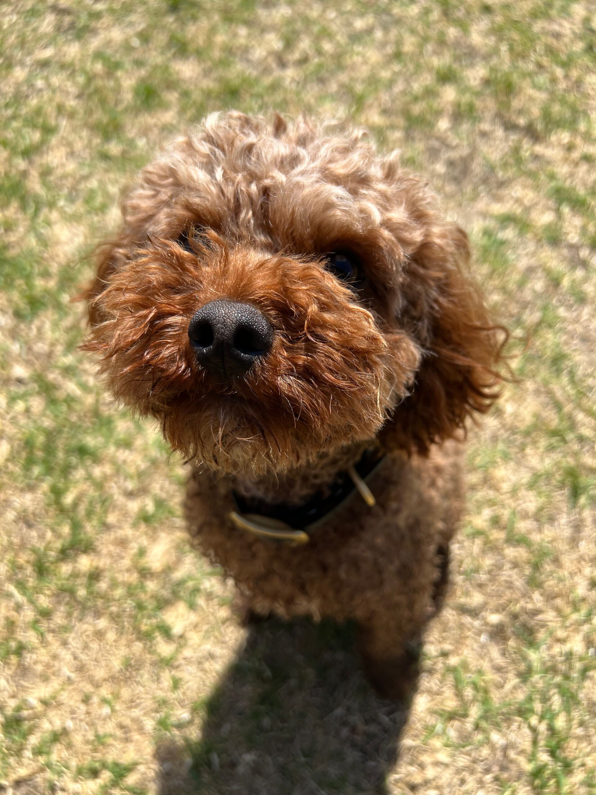 Alfie