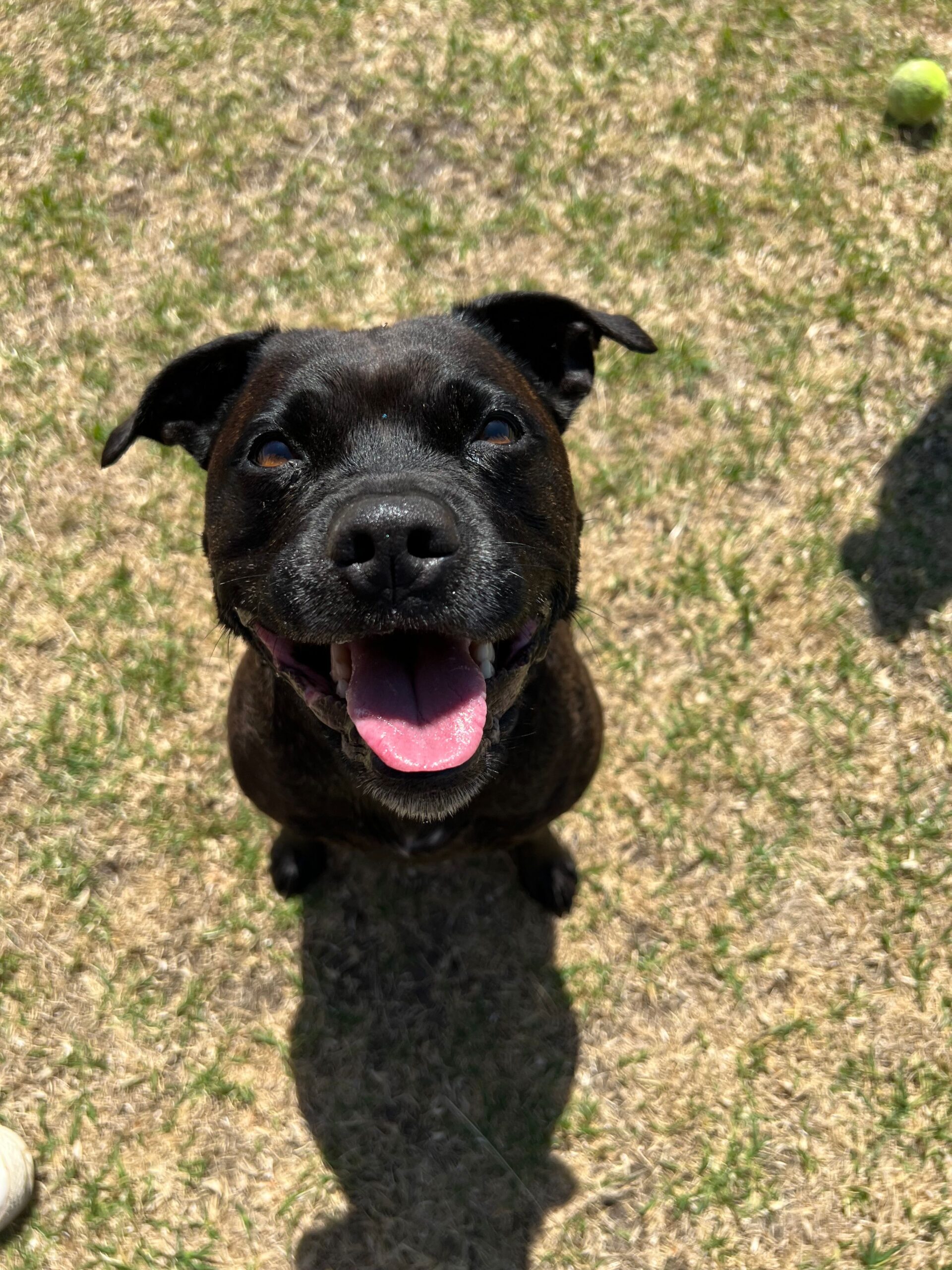Frankie