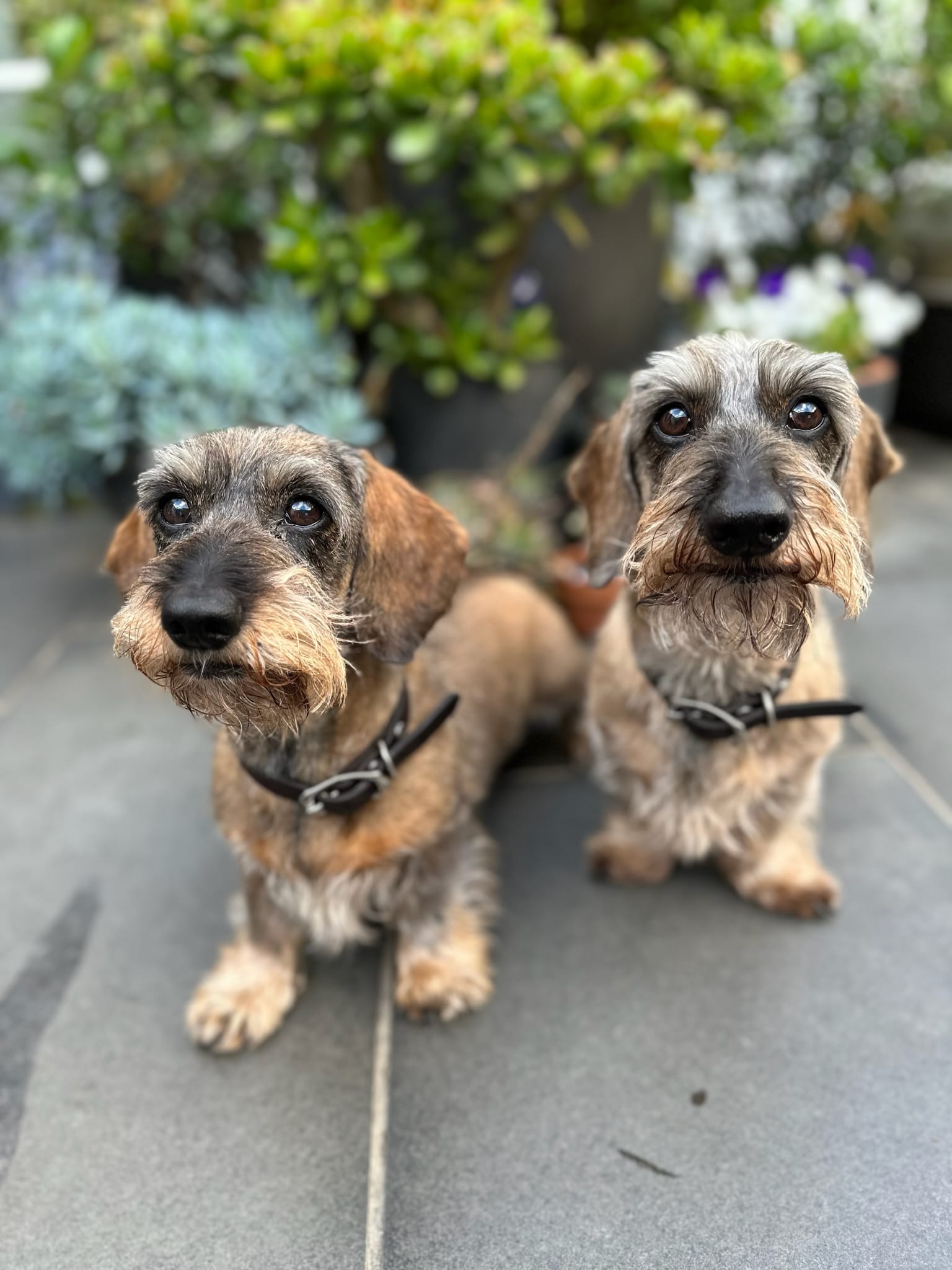 Harry and Millie