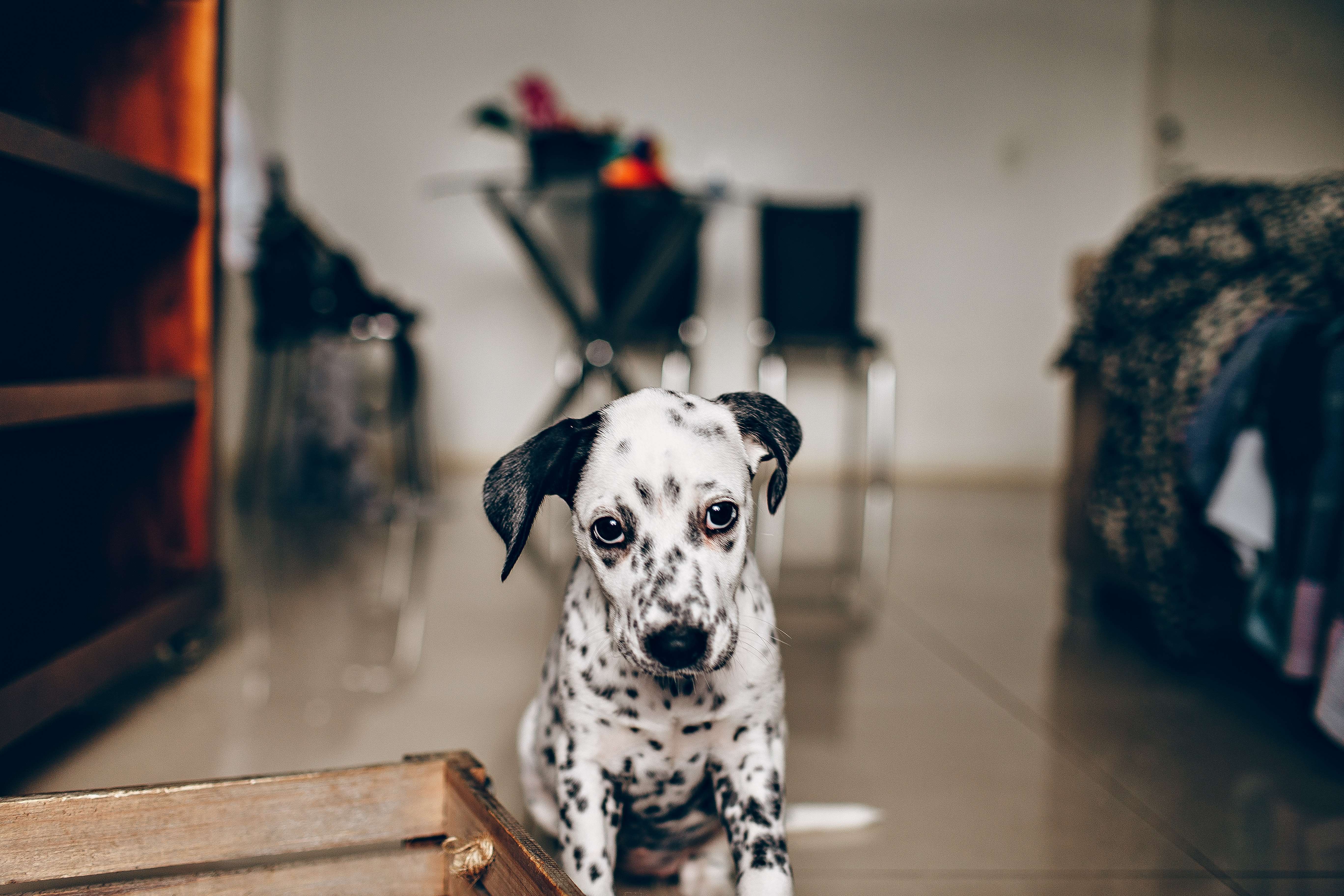 Bringing Home a New Puppy: How to Help Them Adjust to Their New Environment