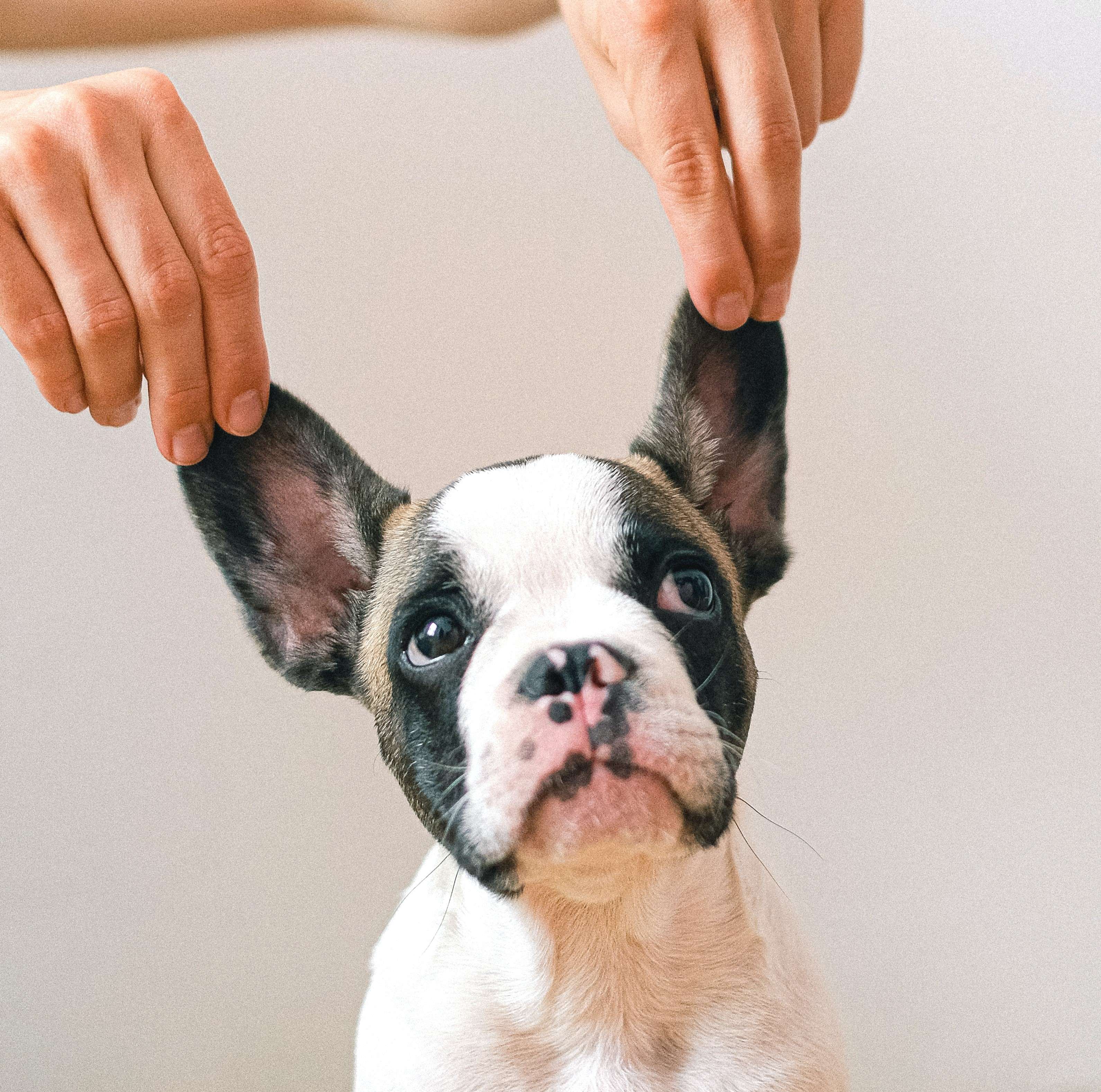 Celebrating Dogs’ Uniqueness: Respecting Their Special Needs