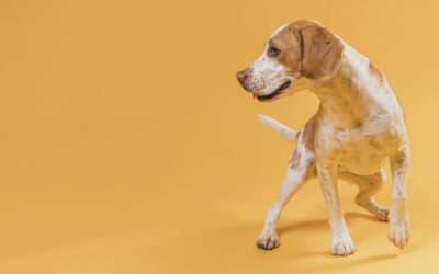 5 Training Methods to Stop Bad Dog Behaviours
