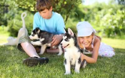 Understanding the Importance of Socialisation for Your Puppy’s Happiness