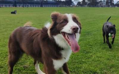 Paws & Play: Exploring Pet-Friendly Places around the St Kilda area