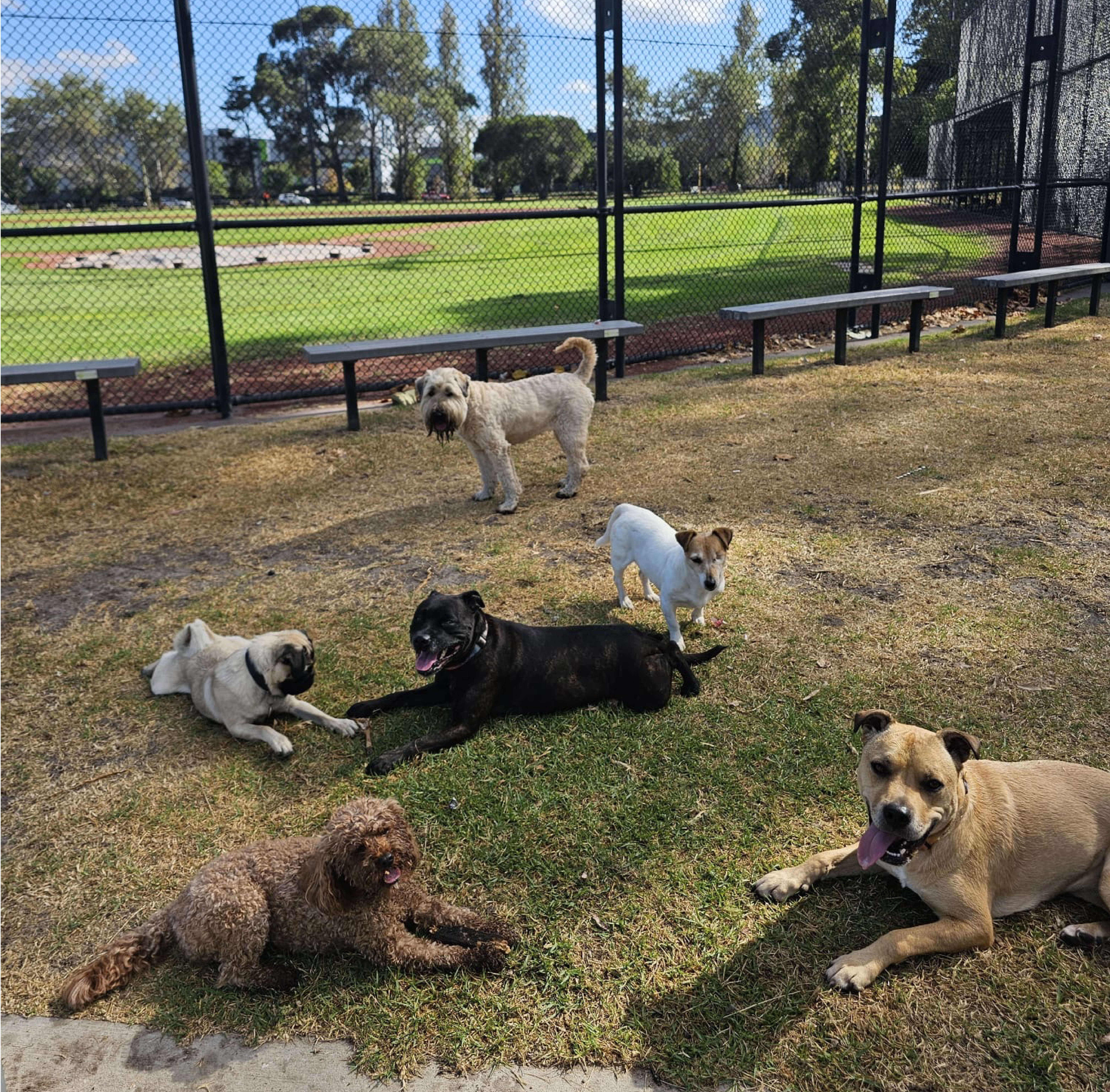 Dog group_PH
